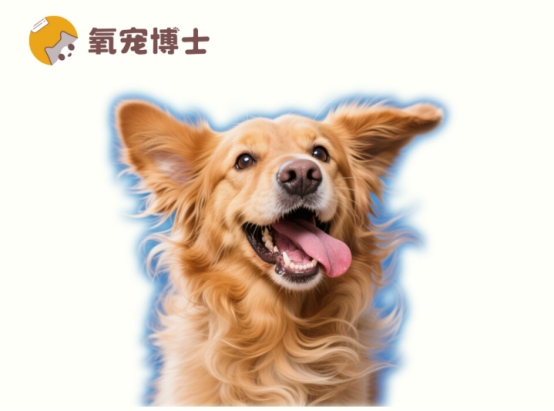 狗狗耳朵痒一直甩头怎么办？五大病因及对症用药指南