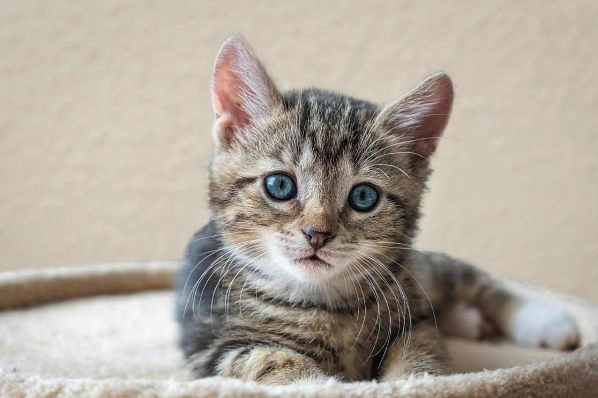小猫不吃不喝精神萎靡？5大原因分阶处理全攻略