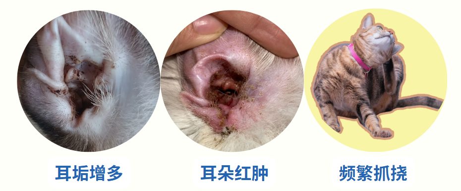 猫咪耳螨症状
