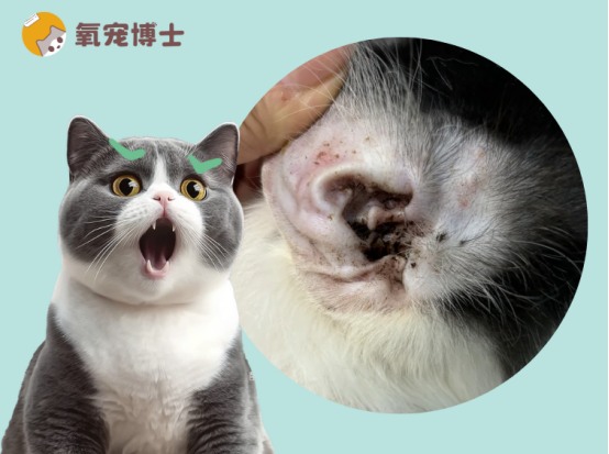 猫咪耳朵黑色分泌物成因及清理方法详解