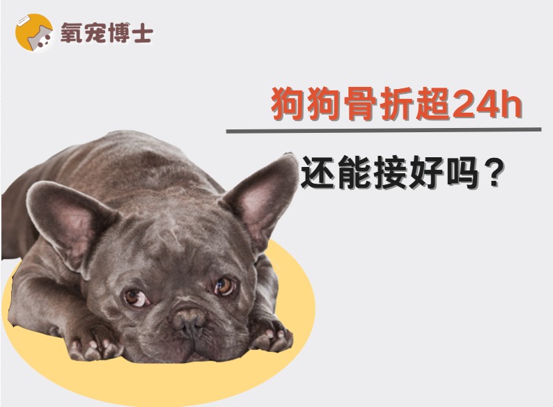狗狗腿断超过24小时还能治好吗？骨折治疗关键因素解析