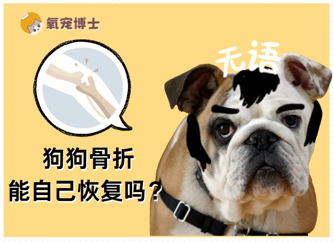 狗狗骨折能自愈吗？专业治疗与康复护理全攻略