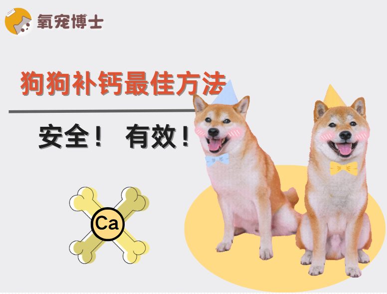 狗狗补钙全攻略：哪些犬种需要补钙及正确补钙方法