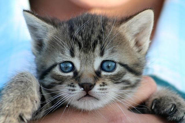 猫咪拉稀怎么用药最安全有效？兽医推荐5类止泻药物指南