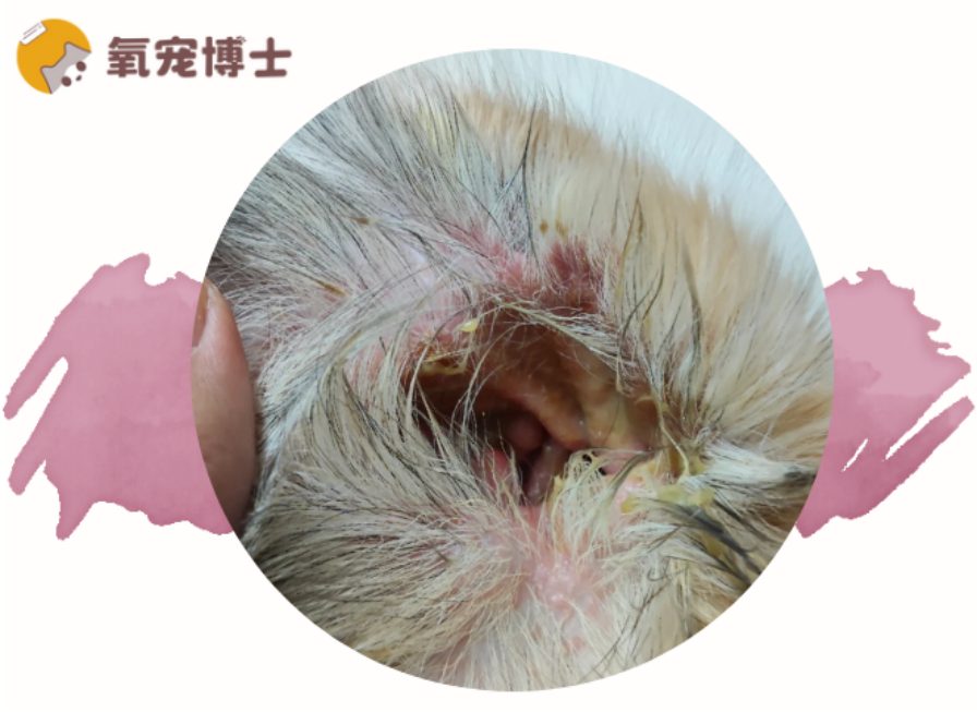 狗狗耳朵发炎流脓怎么办？在家治疗与就医指南