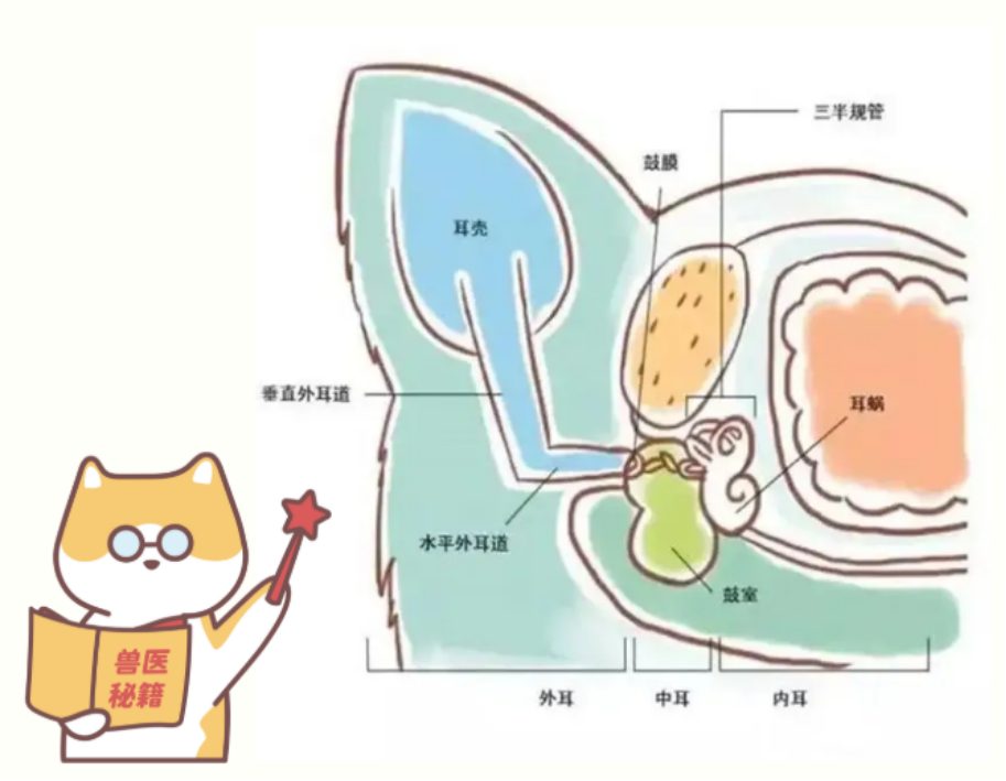 狗狗耳道结构