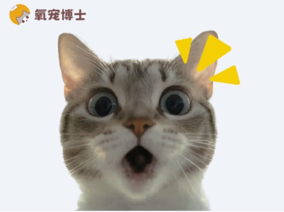 猫咪耳螨怎么治?