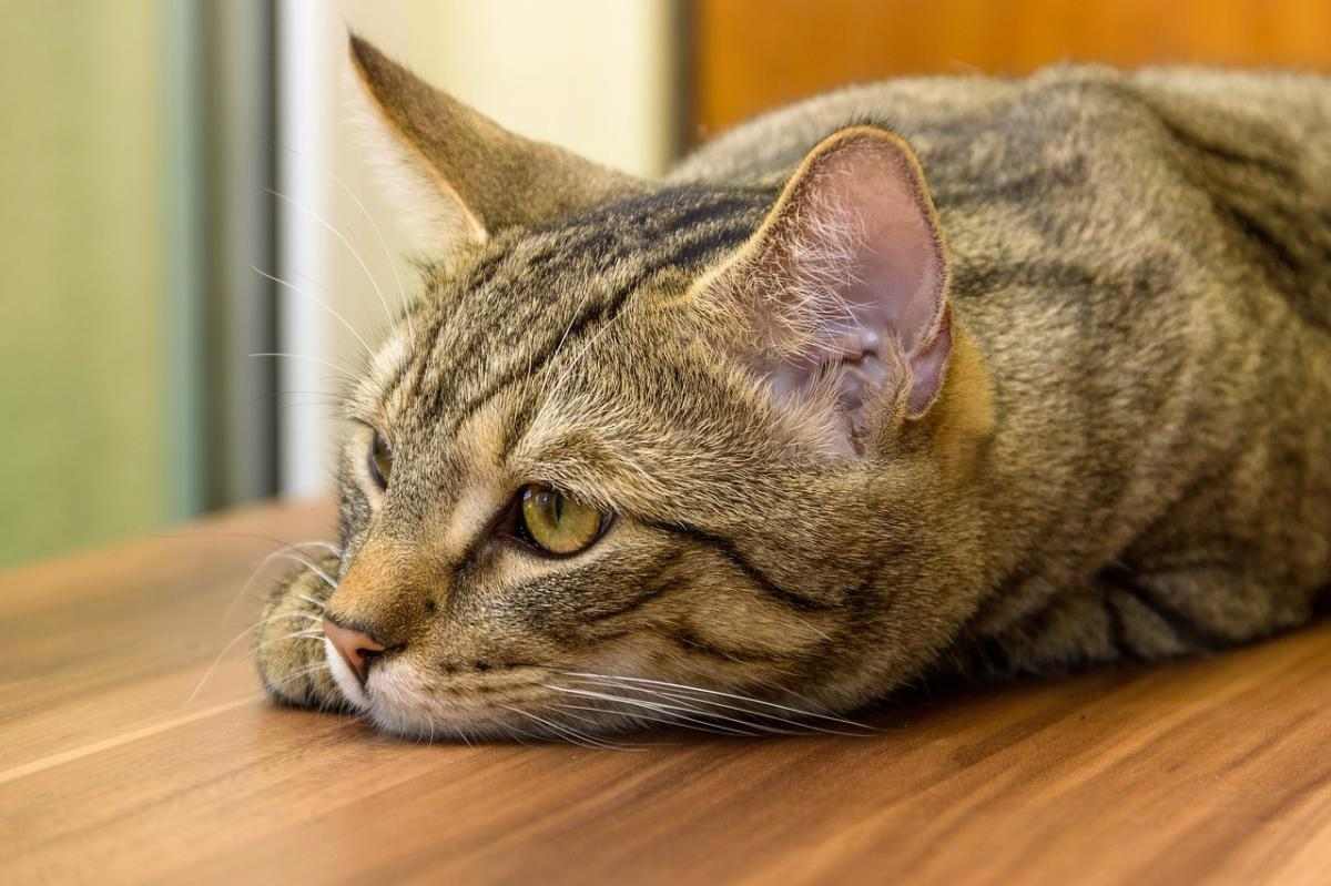 猫咪呕吐白色粘液不等于猫瘟 掌握2个核心症状快速辨别风险