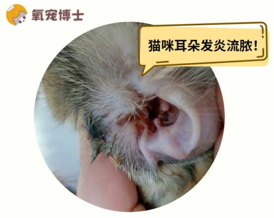 猫咪耳朵发炎流脓怎么办？原因分析与治疗方法详解