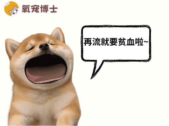 狗狗月经一直不干净的原因分析及科学处理方法