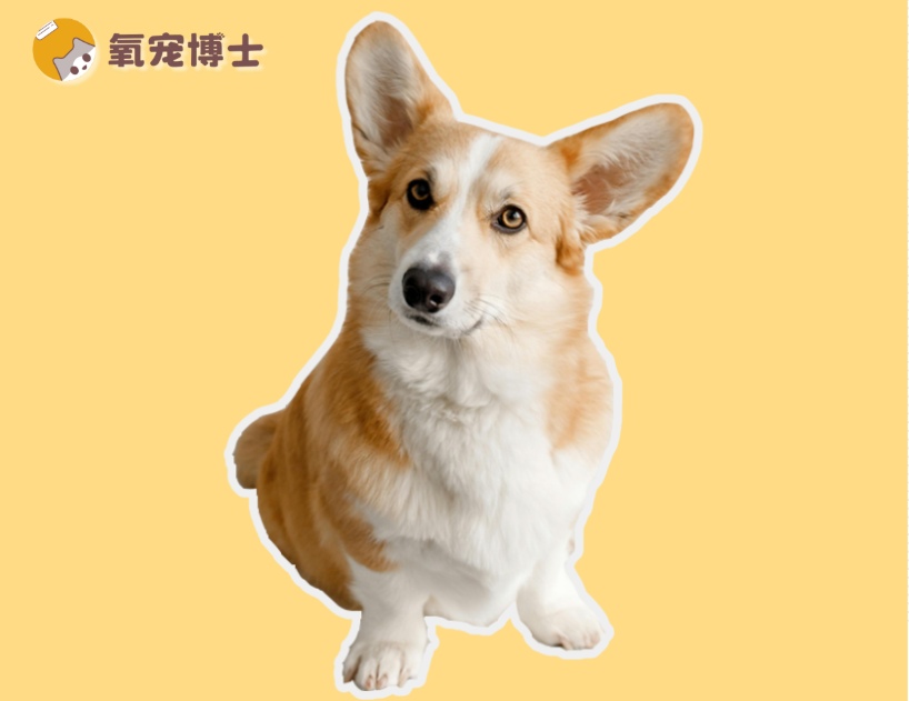 老年狗后腿无力原因及解决方案 宠主必看护理指南