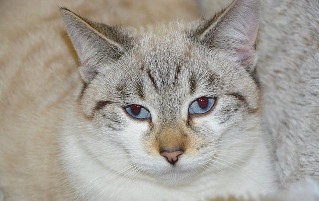 猫咪便血分级诊断：从轻度到重度的病因识别与处理指南
