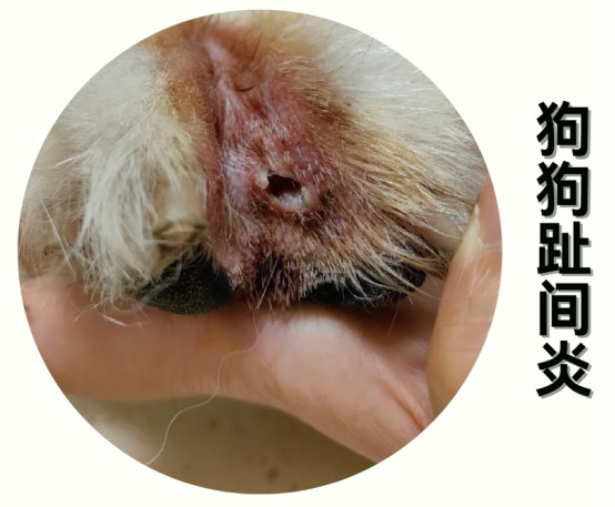 狗狗趾间炎