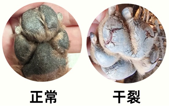 狗狗脚掌干裂