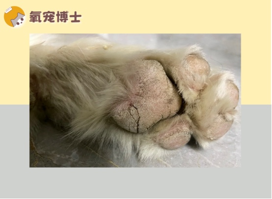 狗狗脚掌干裂怎么办？有效药物推荐与护理方法详解