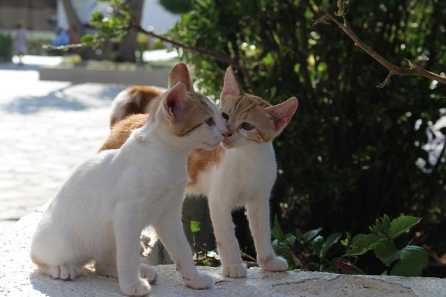 被猫咬出血后要不要打针？流浪猫与未免疫家养猫风险分析