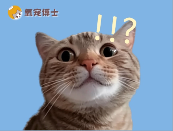 猫咪外伤处理全攻略：清洁消毒与药物治疗指南