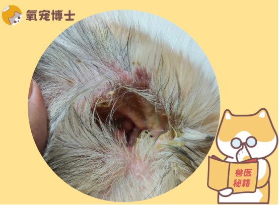猫咪耳朵流脓流水别忽视 可能是外耳炎中耳炎需及时治疗