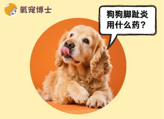 狗狗脚趾炎治疗方法详解：用药方案与护理技巧全攻略