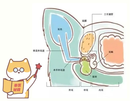 猫咪耳朵结构