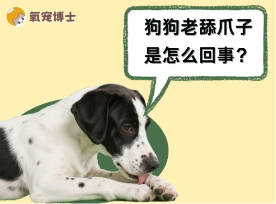 狗狗老舔爪子是什么原因？常见疾病与治疗方法详解