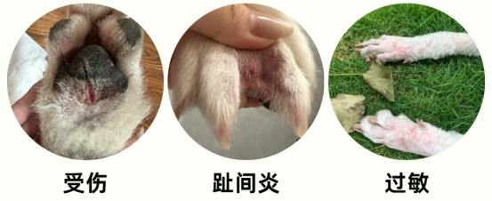 狗狗老舔爪子的原因
