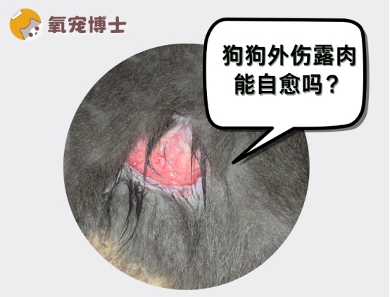 狗狗伤口露肉能自愈吗？深度外伤处理方法与就医指南