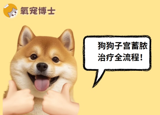 狗狗子宫蓄脓怎么治疗?