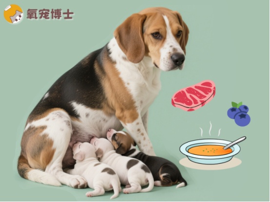 狗狗产后奶水不足如何调理，催奶食物推荐及注意事项