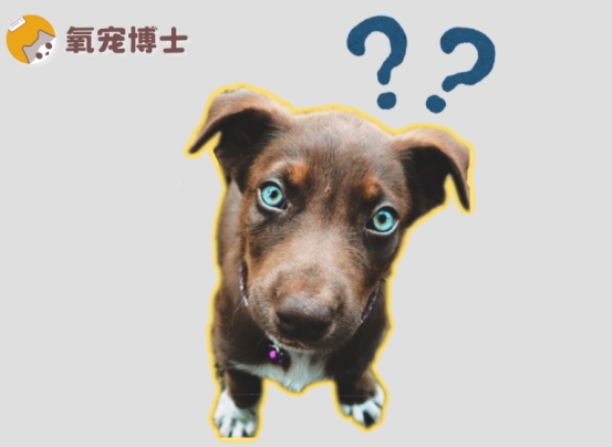 狗狗例假40天了还有血正常吗？