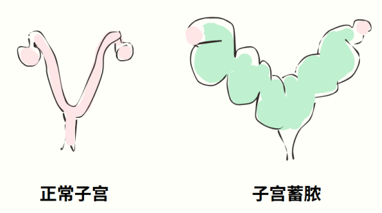 猫咪子宫蓄脓