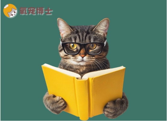 猫咪子宫蓄脓不能只吃消炎药？正确治疗方法全解析