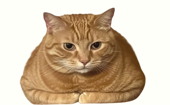 猫咪子宫蓄脓吃什么药?