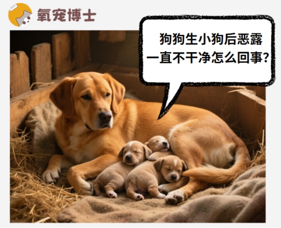 狗狗产后恶露不净原因及处理方法，主人必知的护理指南