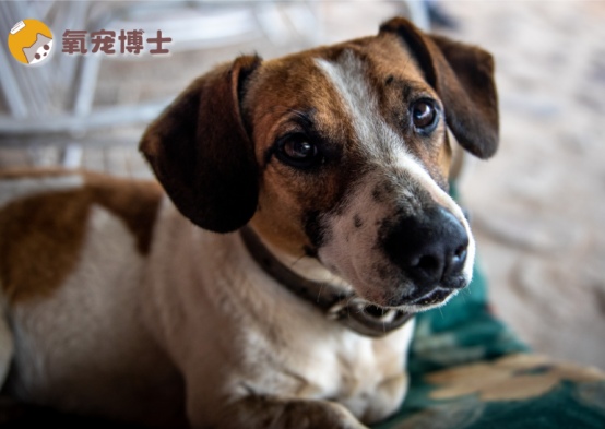 狗狗生产后很脏很臭怎么办 产后清洁护理全攻略