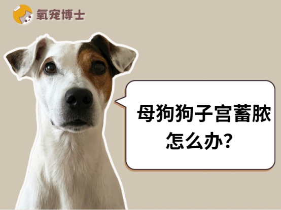 母狗狗子宫蓄脓怎么办？
