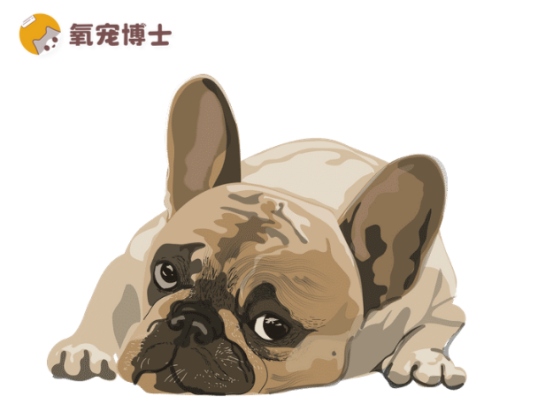 狗狗子宫蓄脓吃什么药好？