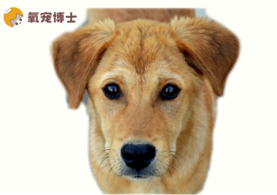 狗狗生理期流血多久正常，发情周期护理指南
