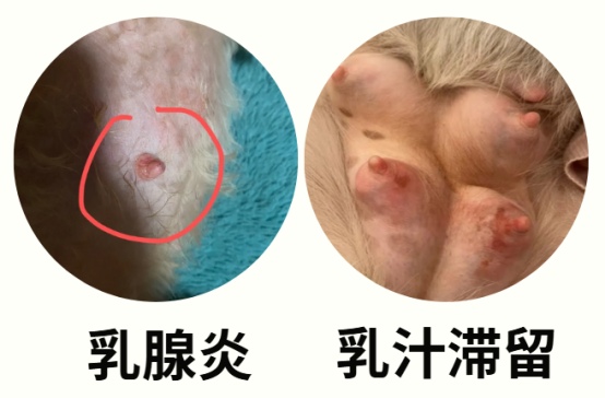 狗狗堵奶乳房有硬块