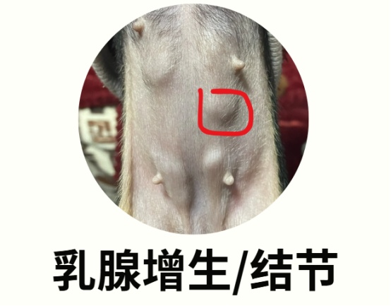 狗狗乳腺增生