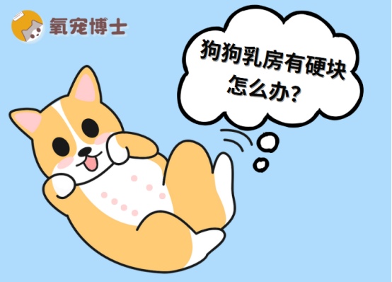 狗狗乳房有硬块是什么原因如何治疗