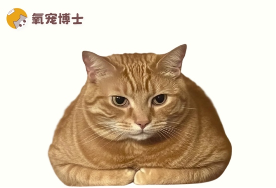 母猫产后出血多久停止正常，恶露排出时间与异常症状识别