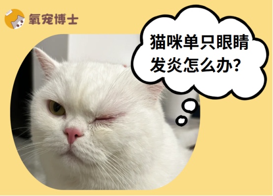 猫咪单只眼睛发炎红肿流泪怎么办 正确护理治疗指南