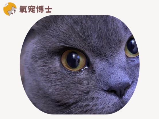猫咪眼睛流泪有分泌物的原因及处理方法
