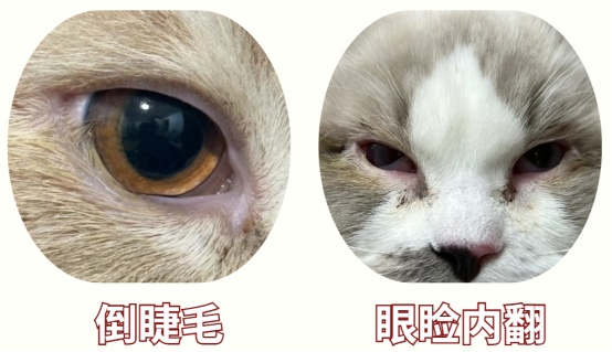 猫咪眼睛老是流眼泪有分泌物怎么回事？