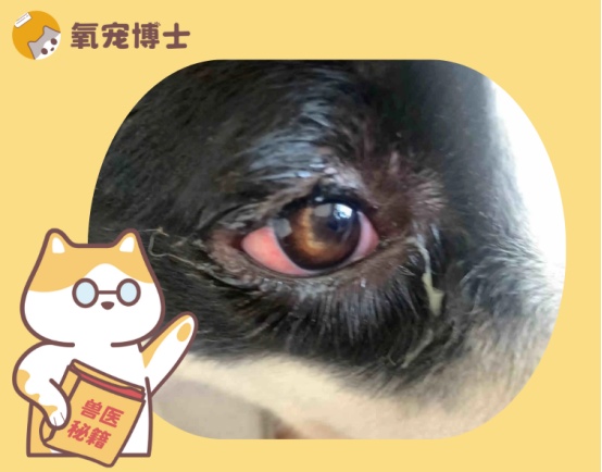 狗狗眼睛发红有眼屎怎么办？常见病因及正确护理方法