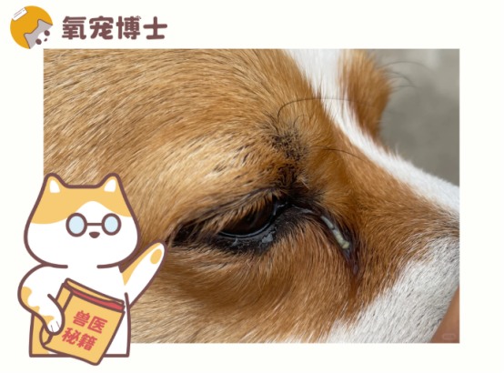 狗狗眼睛发红有眼屎