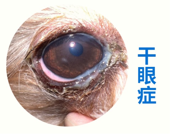 狗狗眼睛发红眼屎多