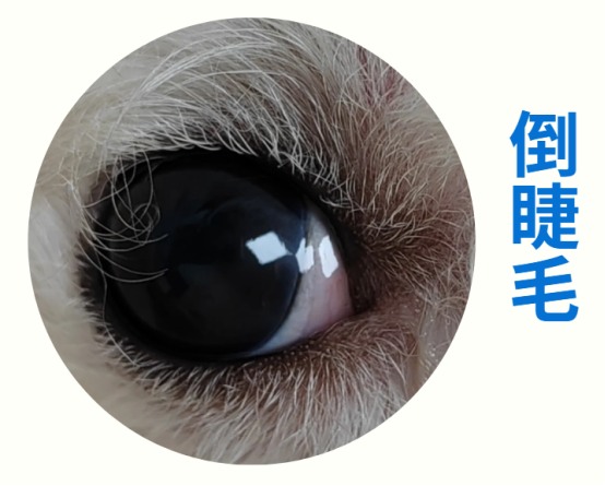 狗狗眼睛发红
