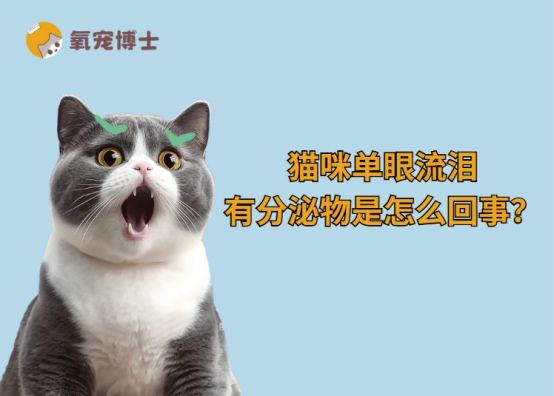猫咪单眼流泪有分泌物的原因分析与处理方法